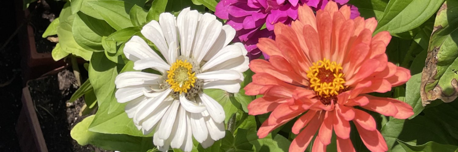 🍎 APPLEHEAD 🍏 banner