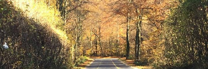 cha_koller's profile banner image