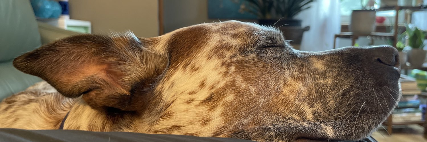 knitty_kat's profile banner image