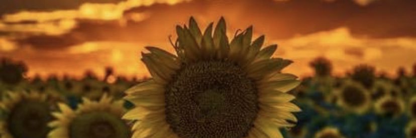 keshner_karissa's profile banner image