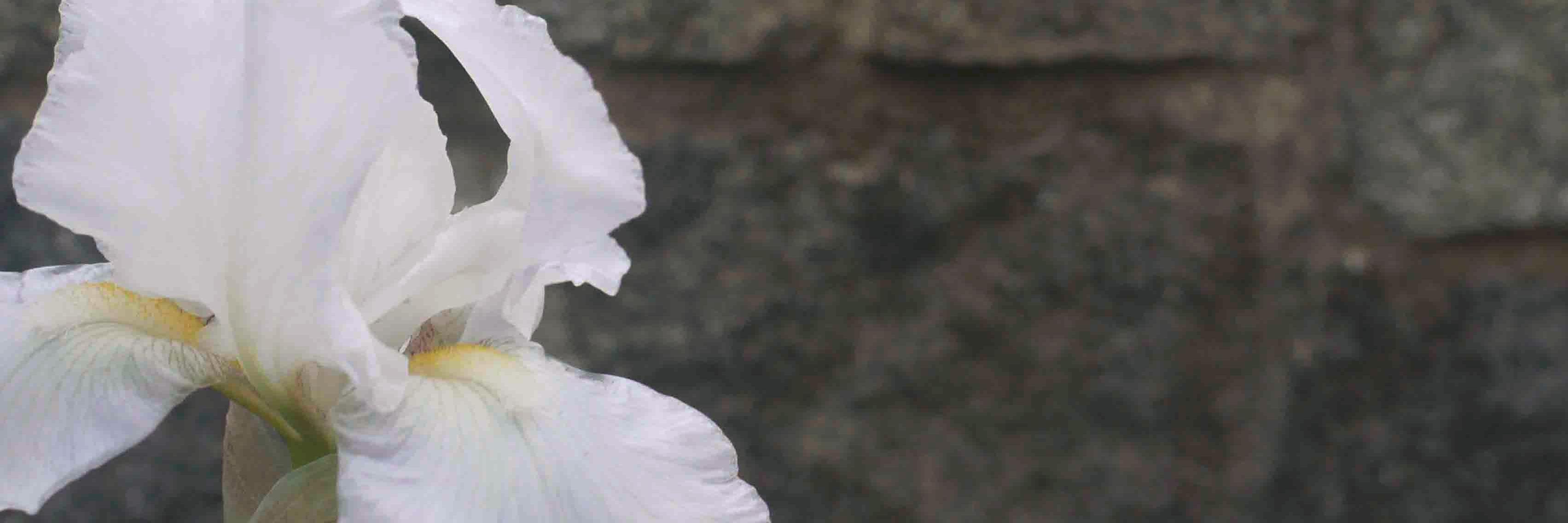 lynnemelcombe's profile banner image