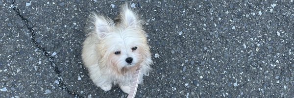 meloko_dog Profile Banner