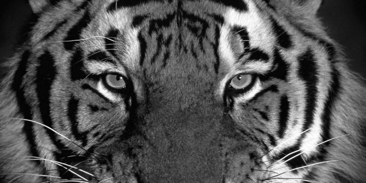 Mahdibm2's profile banner image