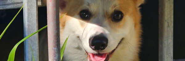 TheRealH0neypot Profile Banner