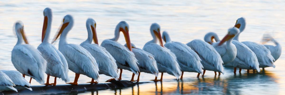 MitchellLakeAudubon banner