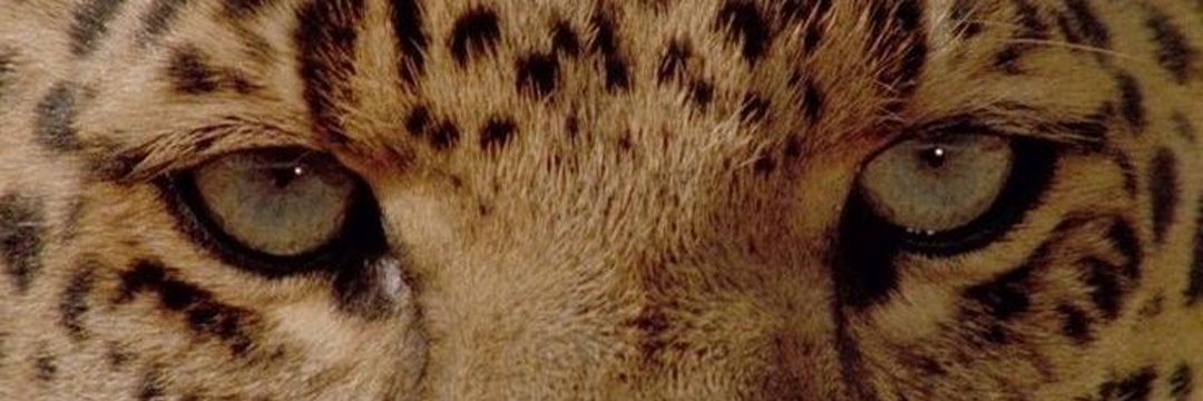 m. banner