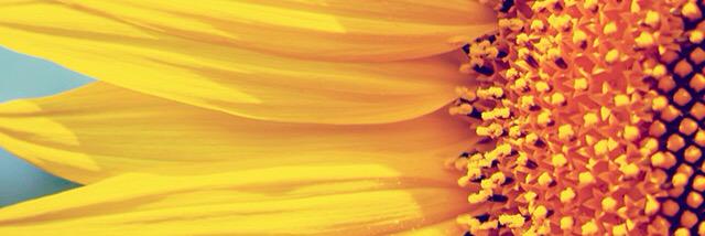 beccathekatycat's profile banner image