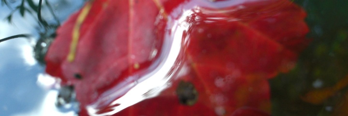 Zimarra's profile banner image