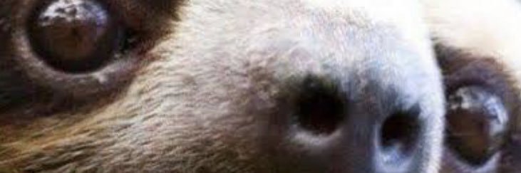 Sloth banner
