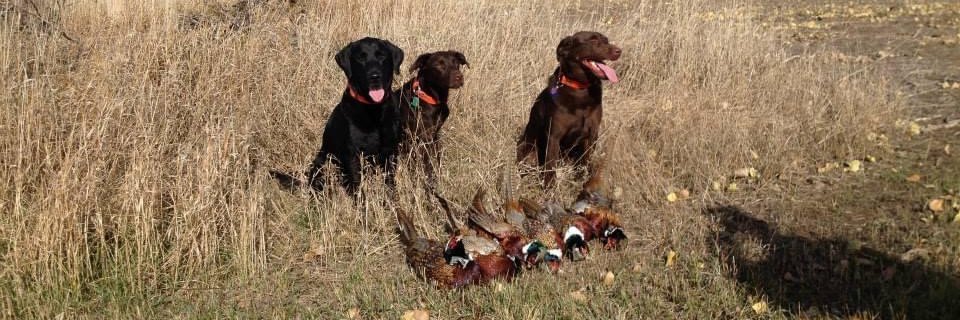 Black Lab Guy banner