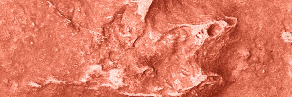 FossilsMDPI Profile Banner