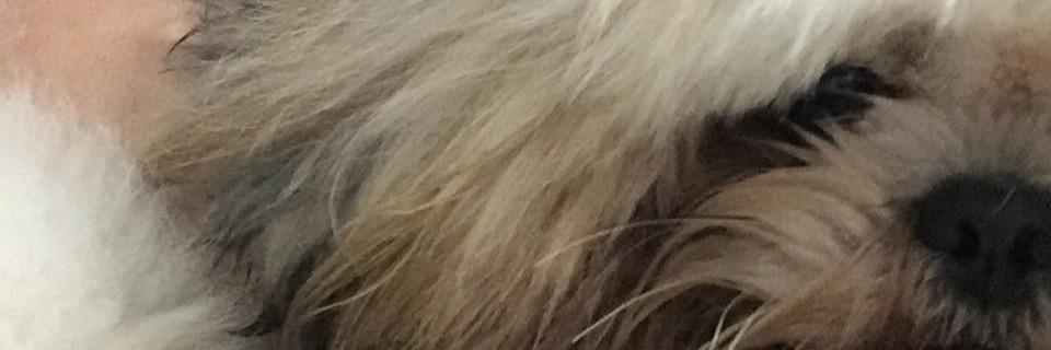 lucasmsantos2's profile banner image