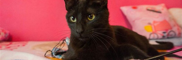 ZarpasyColmillo Profile Banner