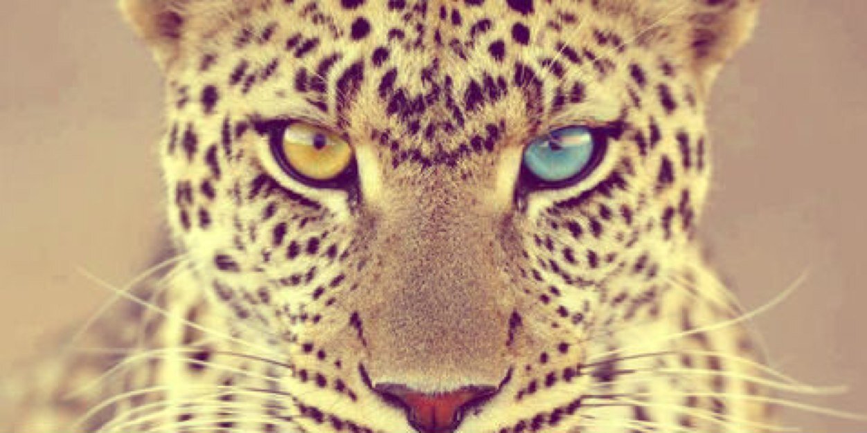 Vainillarcoiris's profile banner image