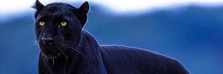 CanzoMTG's profile banner image