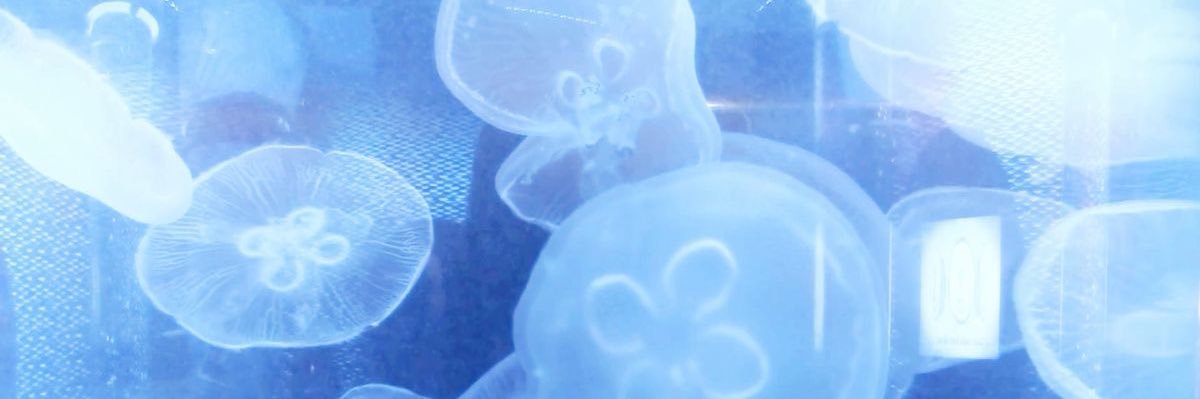 lotusbloom_04's profile banner image