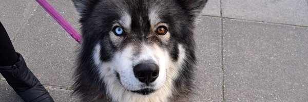 darkestgrey_ Profile Banner