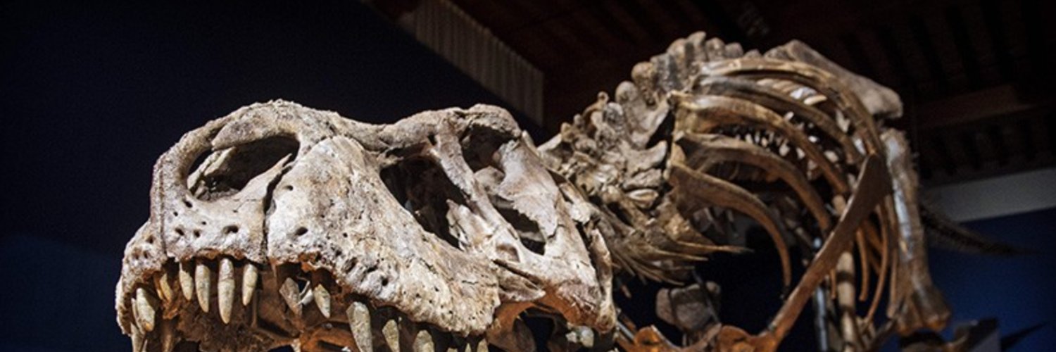 Dinoprosto's profile banner image