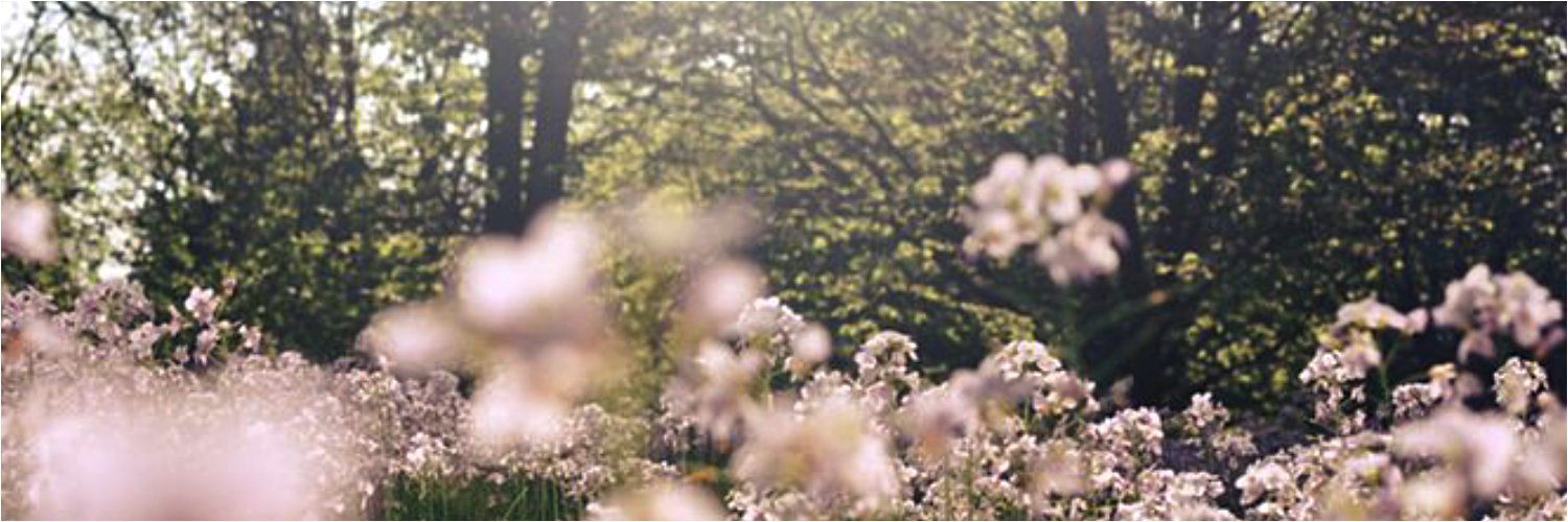 𝒔𝒄. 𝑲𝒂𝒕𝒉𝒆𝒓𝒊𝒏𝒆 banner
