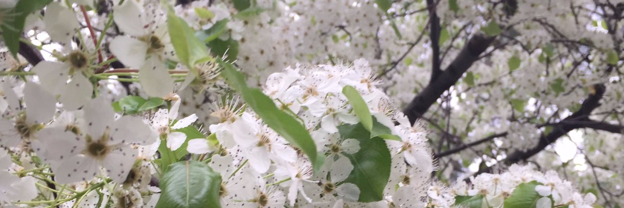 Meredith Fuller Adkins banner