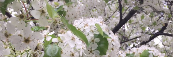 Meri_mer Profile Banner