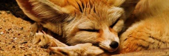 Ayfennec banner