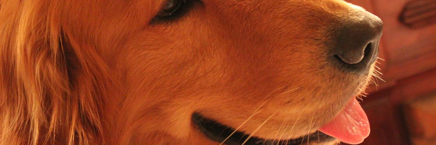abelgoldstein's profile banner image