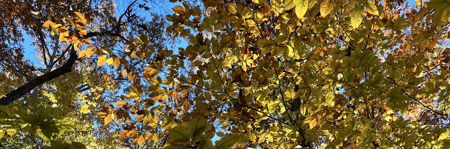 zoelluv's profile banner image