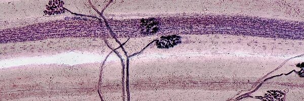 DrScottHowitt Profile Banner