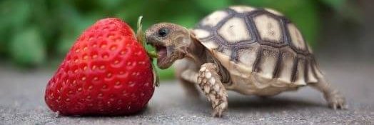 Saram series writer banner