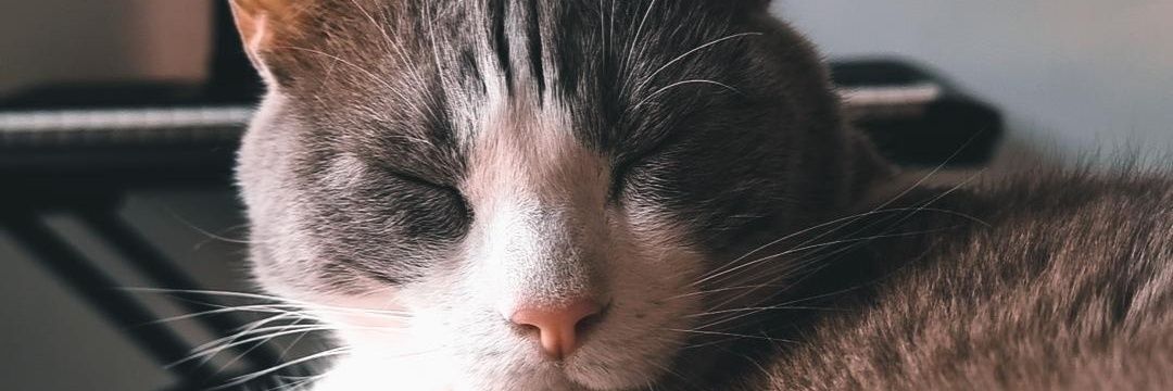Wallysmila's profile banner image