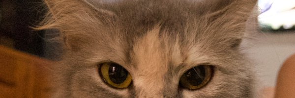 lessofrra Profile Banner