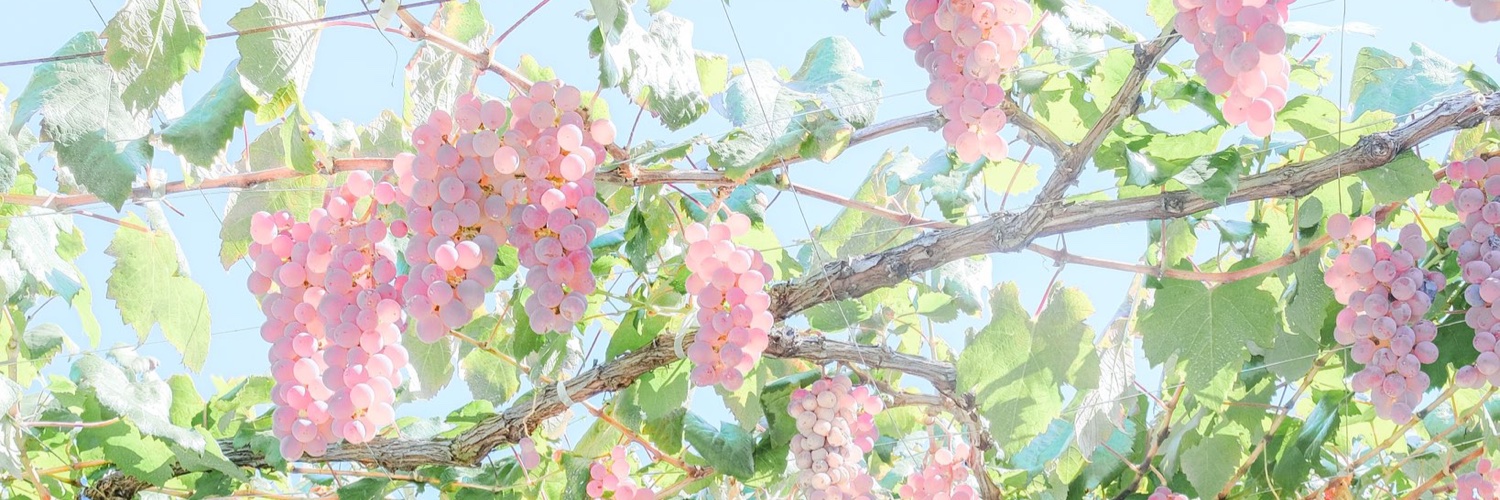 🌺 Anita 🌺 banner