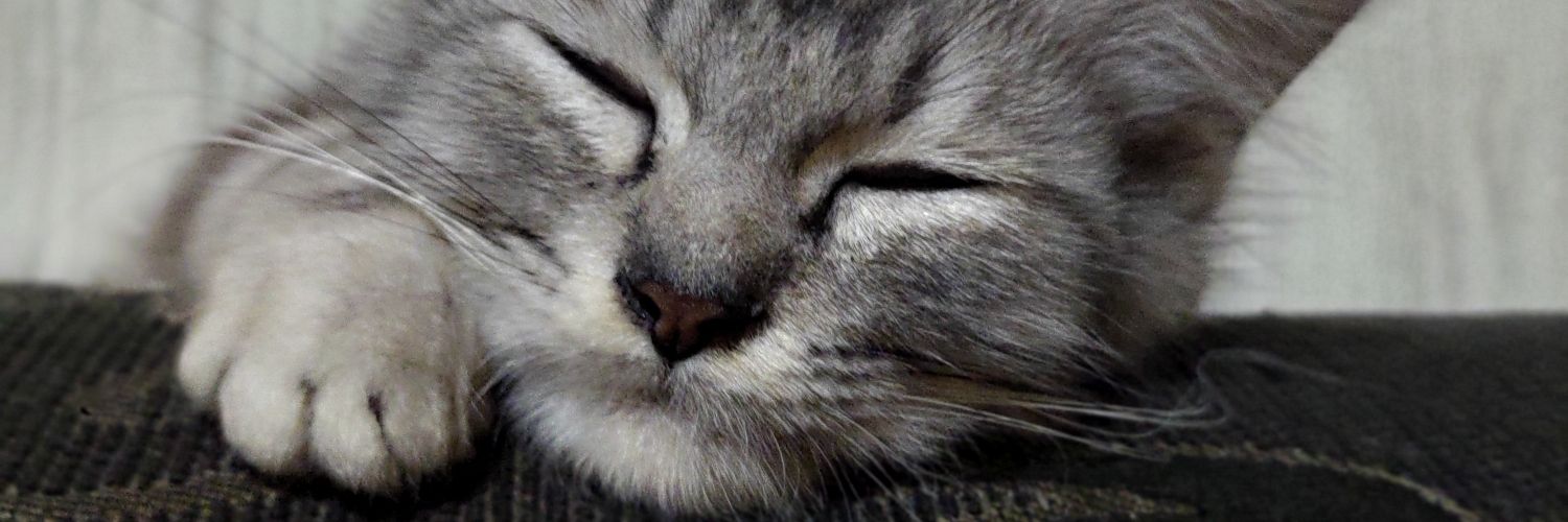 yee yee yee 🙌 banner