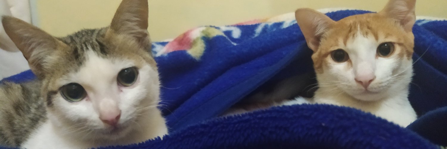 ridacheez's profile banner image