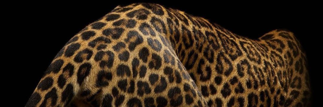 SwchiiS's profile banner image