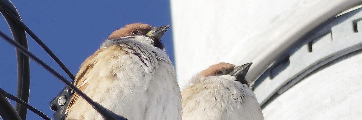 ふっくら雀 banner