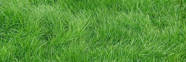 happ2capybara Profile Banner