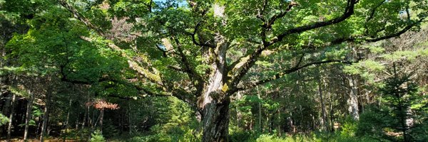 AsitulskUEC Profile Banner