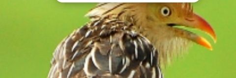 EliLyra's profile banner image