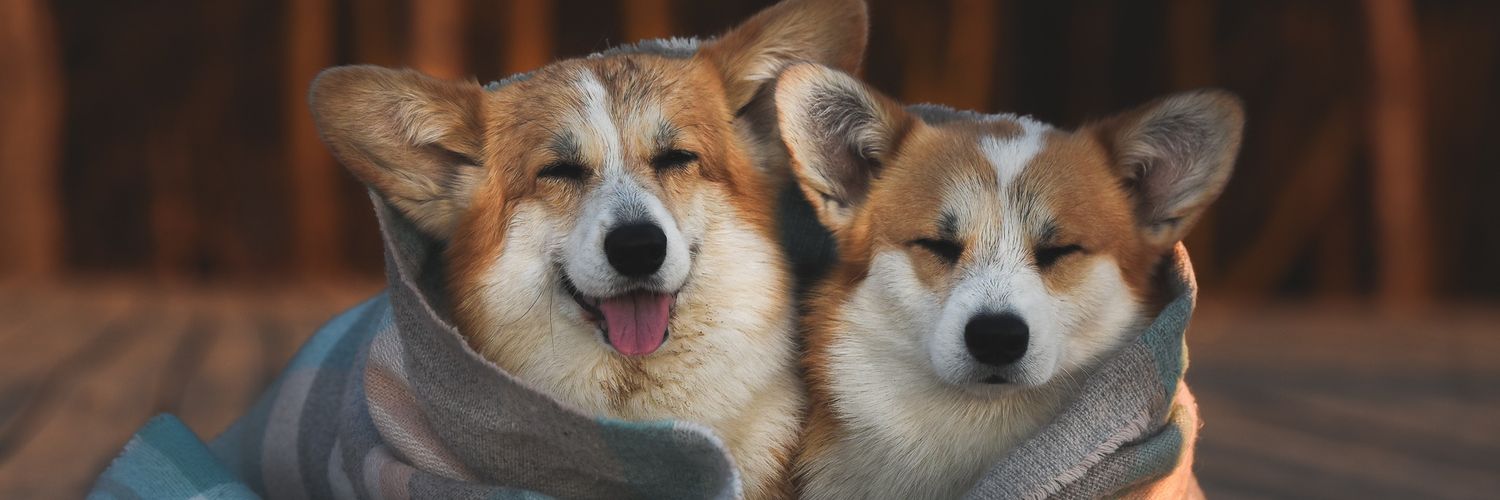 Corgiii_Lovers's profile banner image