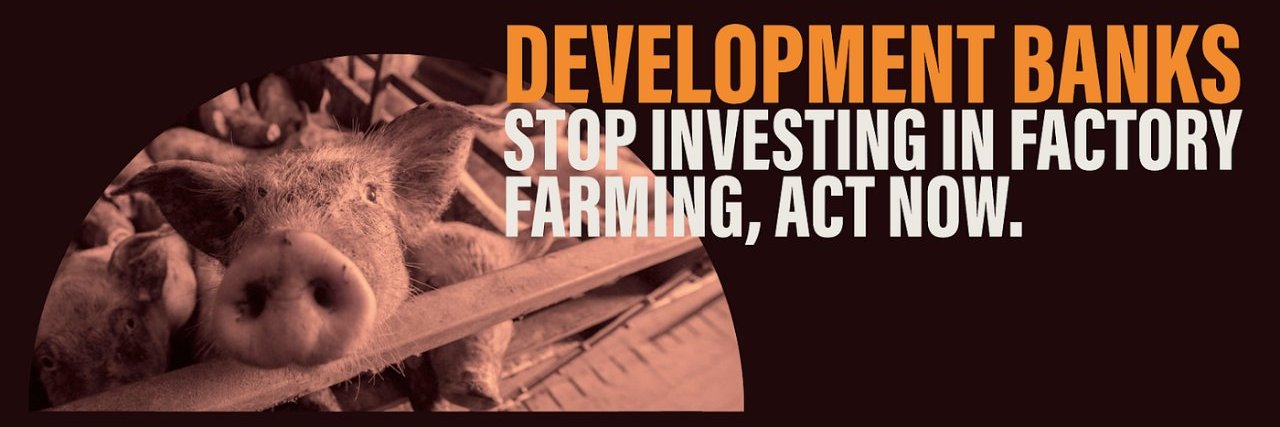 Stop Financing Factory Farming's banner
