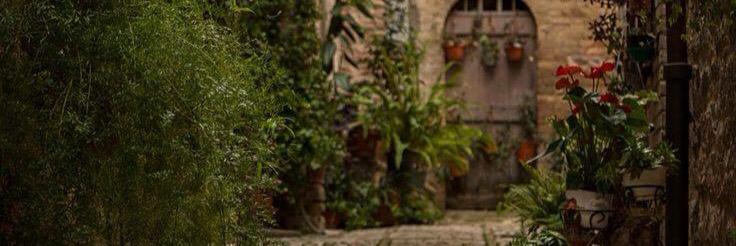 paccoroccha's profile banner image