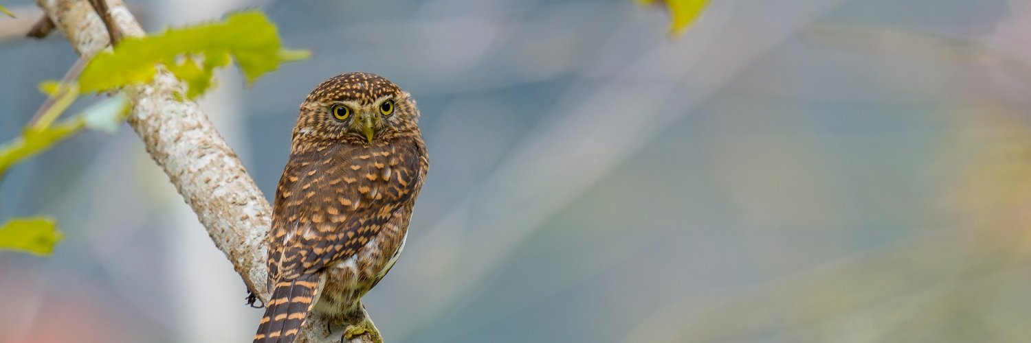 TheSWCGaming's profile banner image