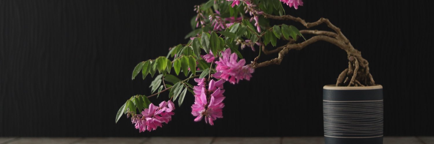 rinhabonsai's profile banner image