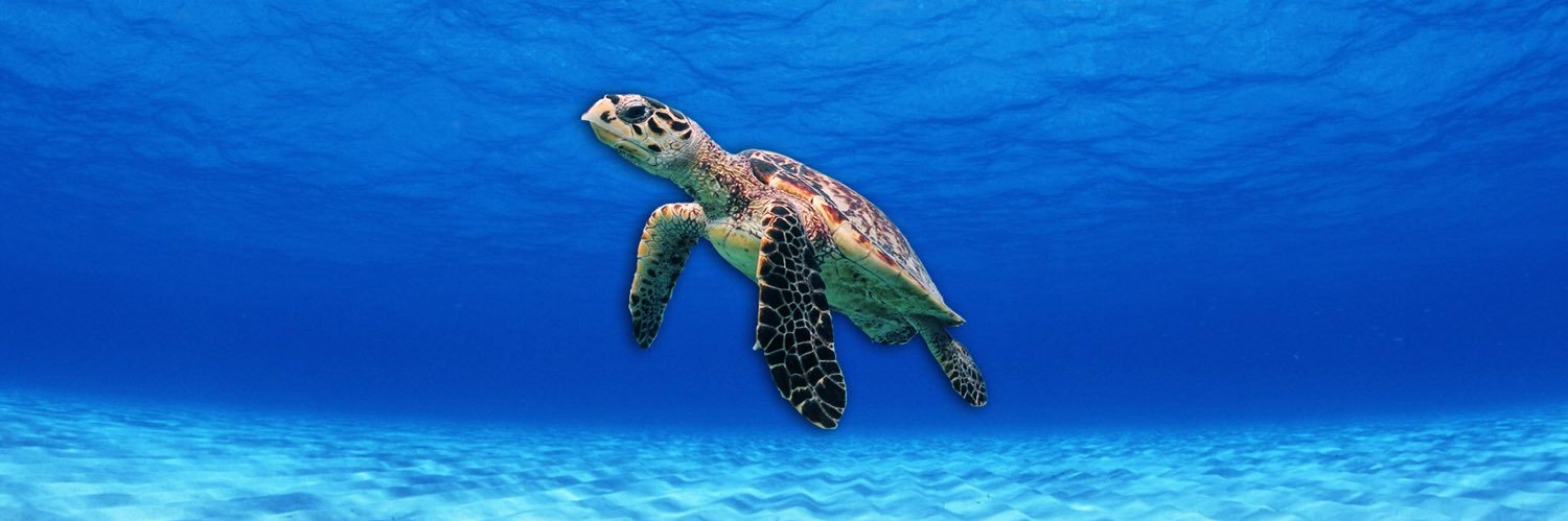 DeAnn Phelps 🐢🐶👵 banner