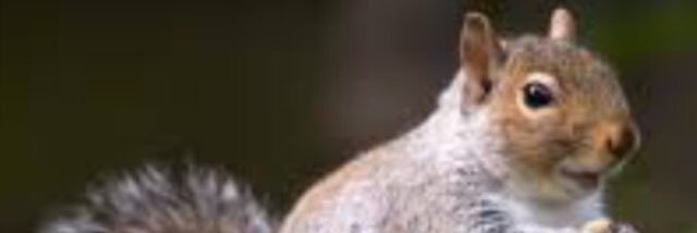 MapQuest_1996's profile banner image