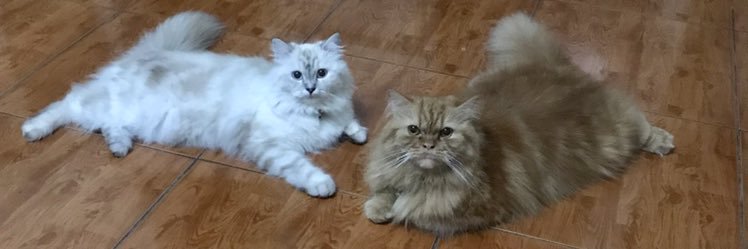 🐱 banner