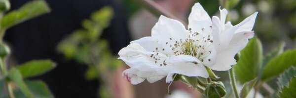 BFichterWrites Profile Banner