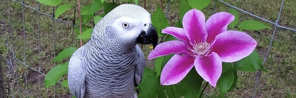 RavenMadd62's profile banner image